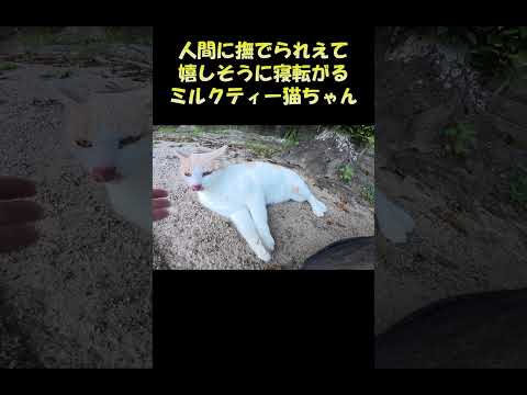 人間に撫でられて嬉しそうに寝転がるミルクティー猫ちゃん #猫 #ねこ #cat(YouTube)