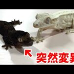 大規模繁殖場で産まれた突然変異の個体がヤバすぎた…!!!【アニマルシェ最終告知】なんと！キッチンカーも来ます！(YouTube)