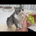 大好きな母から誕生日プレゼントが届いたら猫が大喜びでこうなっちゃいました笑(YouTube)