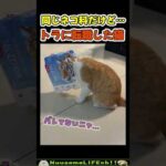 今日からトラになります。【ネコ】#猫 #cat(YouTube)