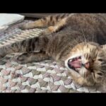 体調が回復したら嬉しそうに喜ぶ猫(YouTube)