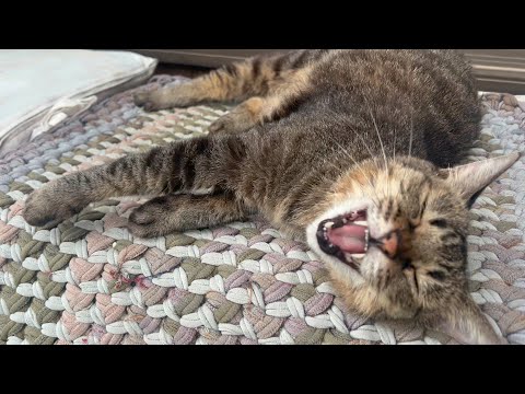 体調が回復したら嬉しそうに喜ぶ猫(YouTube)