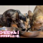 ずっと一緒ニャン  新コンビよろしくお願いします  ヤー＆ララ   2025 10 02 2(YouTube)