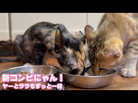 ずっと一緒ニャン  新コンビよろしくお願いします  ヤー＆ララ   2025 10 02 2(YouTube)