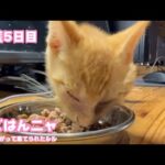 朝ごはんニャ  ウミャウミャニャン  両目が塞がって棄てられたルル  保護5日目   2025 10 20 1(YouTube)