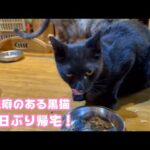 放浪癖のある黒猫パックン  50日ぶりに帰宅   2025 10 11 1(YouTube)