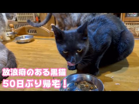 放浪癖のある黒猫パックン  50日ぶりに帰宅   2025 10 11 1(YouTube)