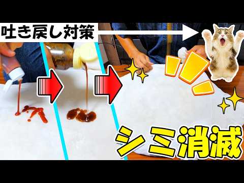 猫飼いの救世主！洗濯できない布製家具もリンサークリーナーで徹底洗浄🐈(YouTube)