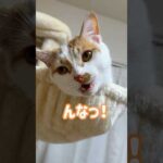 トロの甘え鳴き特集！ #shorts(YouTube)