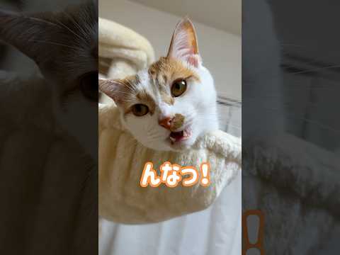トロの甘え鳴き特集！ #shorts(YouTube)