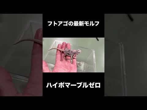 フトアゴの最新モルフが凄かった(YouTube)