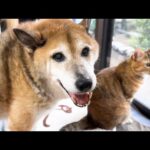 突然の庭の訪問者を目撃した末っ子猫の様子が…(YouTube)