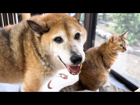 突然の庭の訪問者を目撃した末っ子猫の様子が…(YouTube)