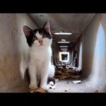 側溝の中の子猫(YouTube)