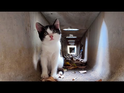 側溝の中の子猫(YouTube)