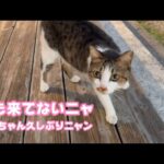 と～ちゃん久しぶりニャ  誰も来てないニャン  来たら教えるニャ  ナツ   2025 10 03 1(YouTube)