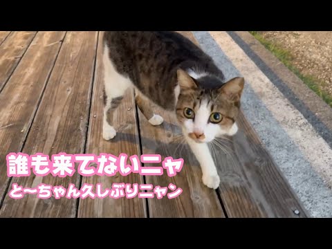 と～ちゃん久しぶりニャ  誰も来てないニャン  来たら教えるニャ  ナツ   2025 10 03 1(YouTube)