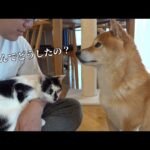 柴犬ハチ、様子がおかしい。(YouTube)