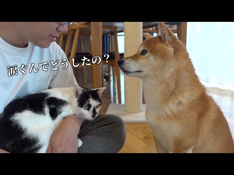 柴犬ハチ、様子がおかしい。(YouTube)