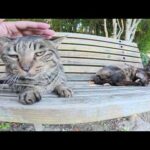 キジトラ猫とサビ猫をモフっていると、背後から視線を感じて…(YouTube)