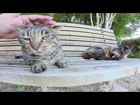 キジトラ猫とサビ猫をモフっていると、背後から視線を感じて…(YouTube)