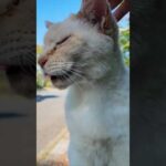 公園の白猫ちゃんモフられにきた(YouTube)