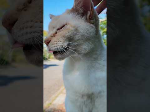 公園の白猫ちゃんモフられにきた(YouTube)