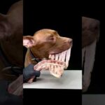 骨を噛み砕くピットブルの咀嚼音(YouTube)