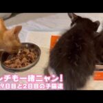 ランチも一緒ニャ  美味しいにゃぁ  保護9日目と2日目の子猫達   2025 10 24 2(YouTube)