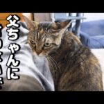 言葉を理解した猫ちゃんの反応が可愛すぎます(YouTube)