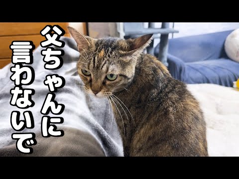 言葉を理解した猫ちゃんの反応が可愛すぎます(YouTube)