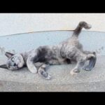 サビ猫をモフっていたら、やんちゃなパステルサビ猫も乱入してきた(YouTube)