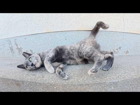 サビ猫をモフっていたら、やんちゃなパステルサビ猫も乱入してきた(YouTube)