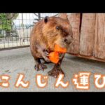 ビーバーの可愛すぎるニンジン運びを見に行ってきました！【阿蘇ファームランド】(YouTube)