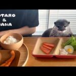 カワウソのとなりで一緒に朝ごはんを食べる父ちゃん　Picky Otters Eat Breakfast with Dad(YouTube)