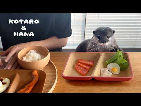 カワウソのとなりで一緒に朝ごはんを食べる父ちゃん　Picky Otters Eat Breakfast with Dad(YouTube)