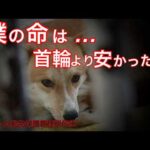 飼い主が「処分してくれ」と管理所に持ち込んだ犬たちの真実(現在の管理所は閉鎖済み)(YouTube)
