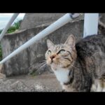 坂の上で出会った猫たちと、島の中腹で開かれる“猫の集会”に参加してきた🐾✨(YouTube)