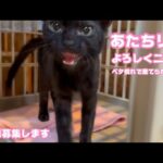 あたちりり  よろしくニャン  ベタ慣れで棄てられたリリ  里親様募集しますよ～   2025 1015 2(YouTube)