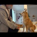 大好きなママが留守中に‥柴犬が母親役を務める様子に思わずほっこり。(YouTube)