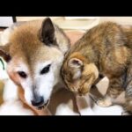 甘えたい気持ちを察してあげる優しい柴犬に末っ子猫はメロメロです(YouTube)