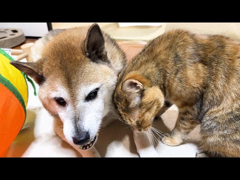 甘えたい気持ちを察してあげる優しい柴犬に末っ子猫はメロメロです(YouTube)