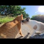 タヌキみたいなシャム猫が通りがかった茶トラ猫に突然喧嘩を売る(YouTube)