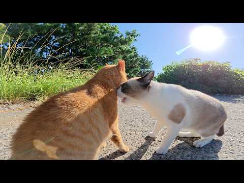 タヌキみたいなシャム猫が通りがかった茶トラ猫に突然喧嘩を売る(YouTube)