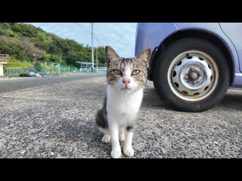 港で出会った猫ちゃんをナデナデしたら、フェリー乗り場までついてきた！「仲間連れてきたよニャン！」(YouTube)