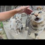 他の猫をモフると、ガラガラ声の猫が順番を無視して割り込んできた(YouTube)