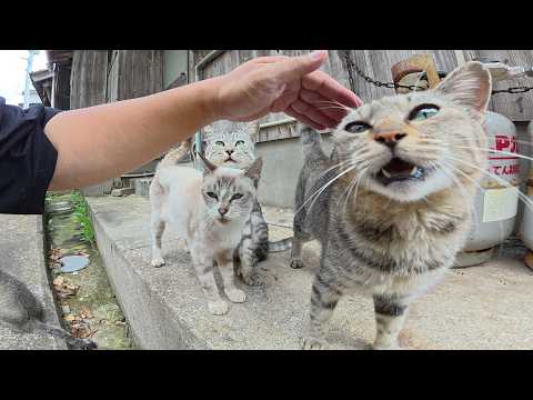他の猫をモフると、ガラガラ声の猫が順番を無視して割り込んできた(YouTube)