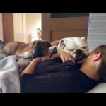 子犬がまるこの隣でママを枕にしないと寝れなくなってしまいました(笑)(YouTube)