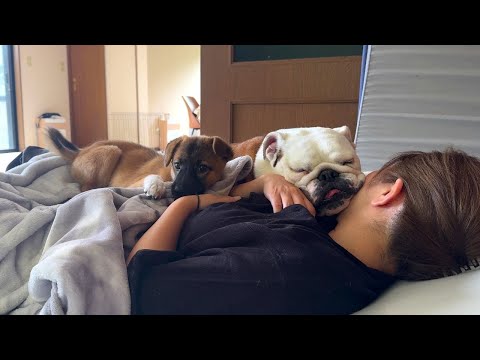 子犬がまるこの隣でママを枕にしないと寝れなくなってしまいました(笑)(YouTube)