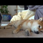 助けてくれてありがとね。(YouTube)